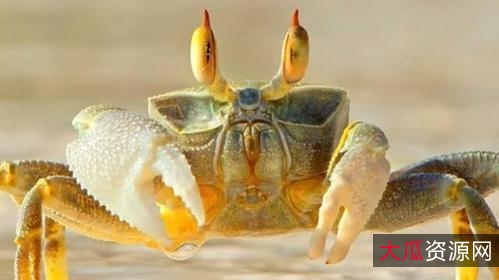 《末日之战：黑蟹行动》