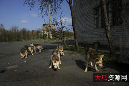 《切尔诺贝利（2019）：极速在线查看，无需下载，倍速播放原画》