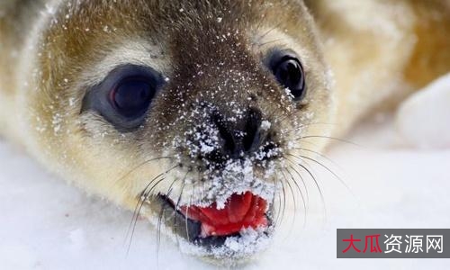 《2022年：逆冰之行，极地求生，寻找海盗最后的皇家宝藏》