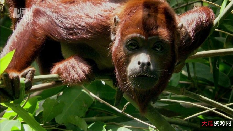 兽猎荒原：2021西班牙心理奇幻恐怖片，Netflix原创，惊悚恐怖悬疑奇幻