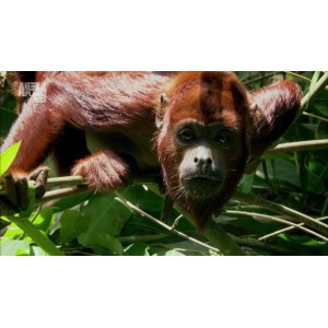 兽猎荒原：2021西班牙心理奇幻恐怖片，Netflix原创，惊悚恐怖悬疑奇幻